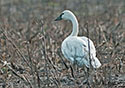 Cygnus columbianus